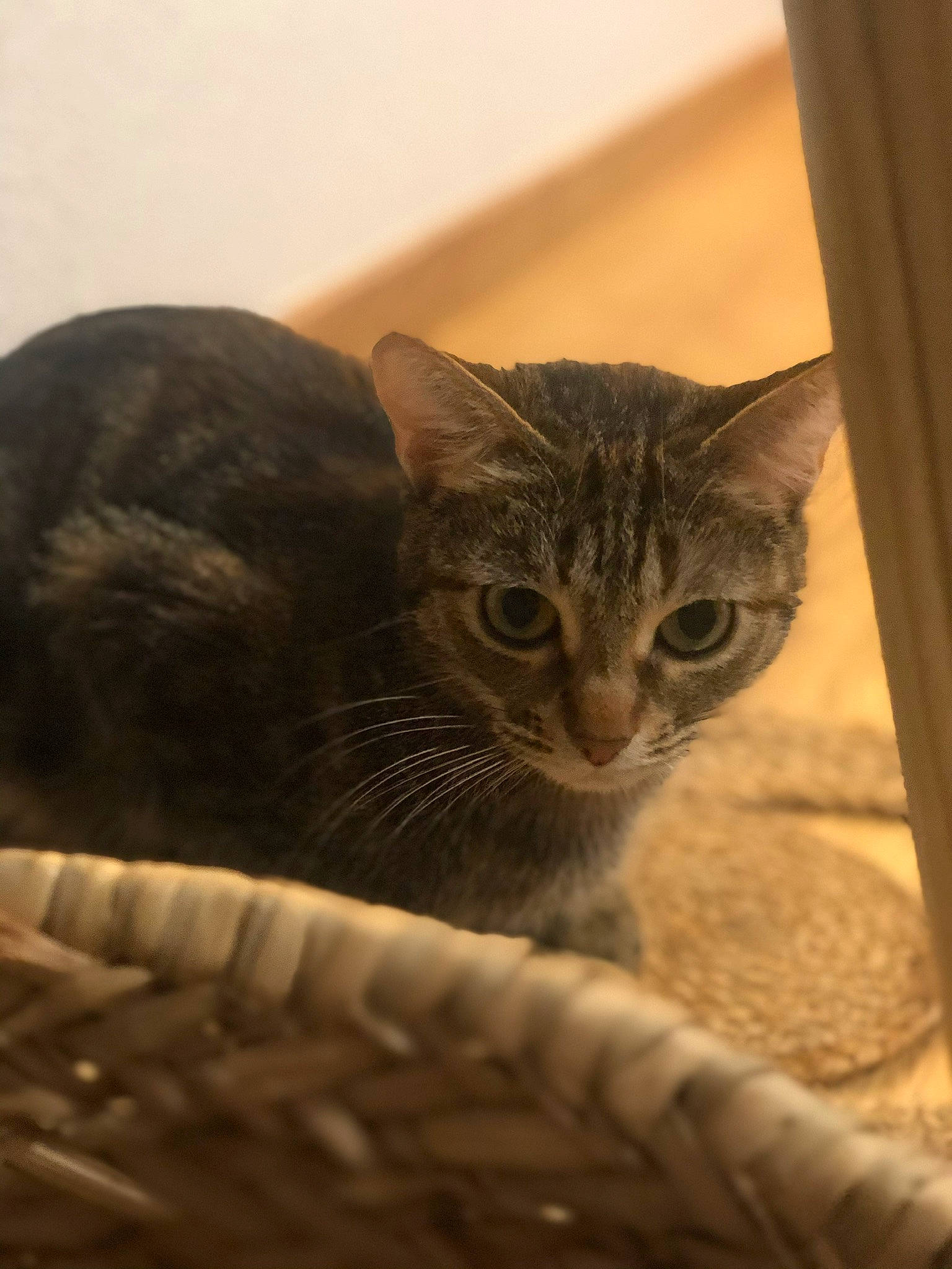 Ola participe au concours pour gagner de l'argent avec cette photo : carnivore, cat, cat_supply, claw, comfort, curtain, domestic_short_haired_cat, eye, fawn, felidae, fur, small_to_medium_sized_cats, snout, tail, terrestrial_animal, tree, whiskers, wildlife, window, wood