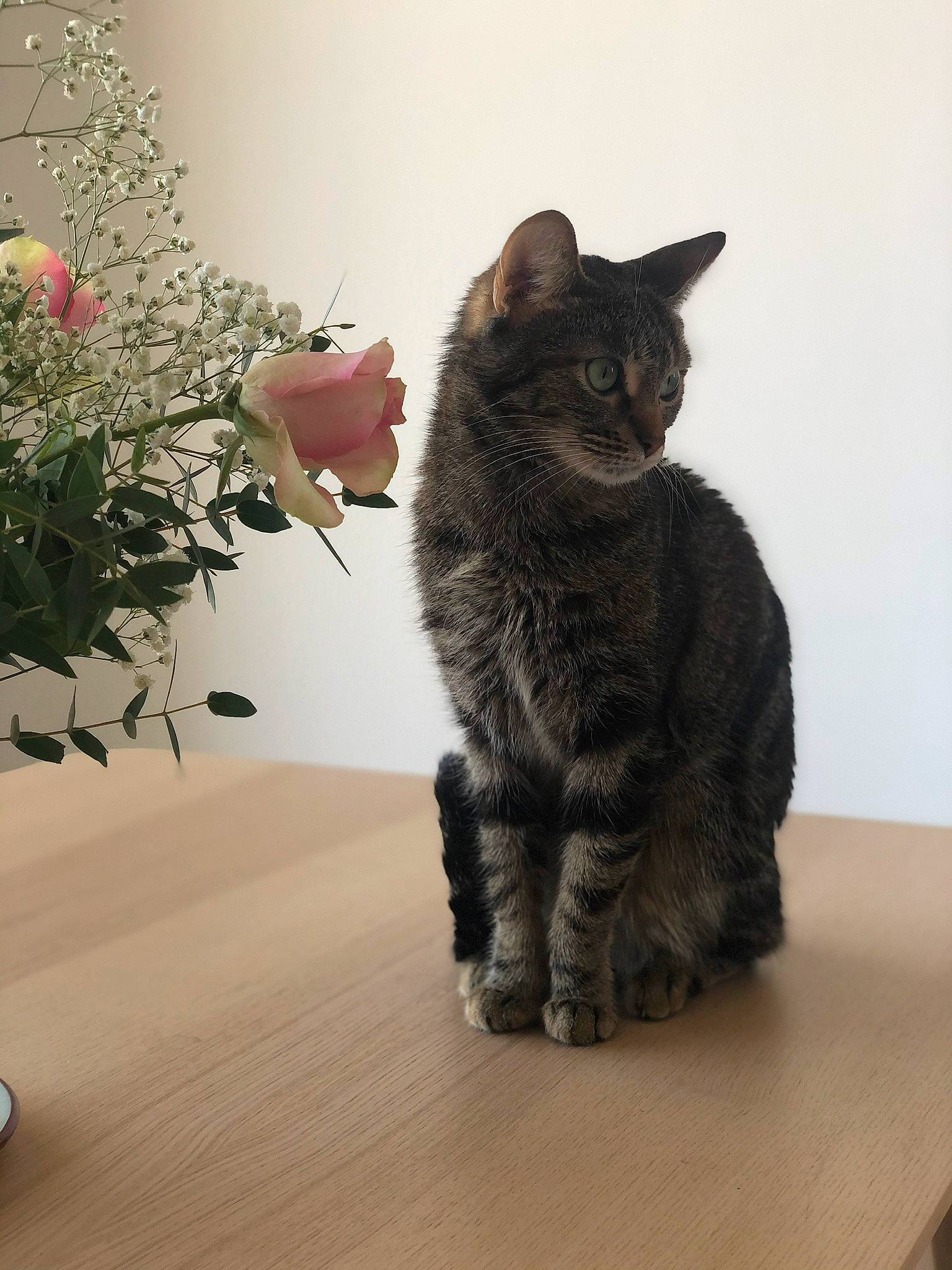 Ola participe au concours pour gagner de l'argent avec cette photo : carnivore, cat, fawn, felidae, flooring, flower, flowerpot, fur, grey, houseplant, paw, plant, rose, small_to_medium_sized_cats, snout, table, tail, terrestrial_animal, whiskers, wood