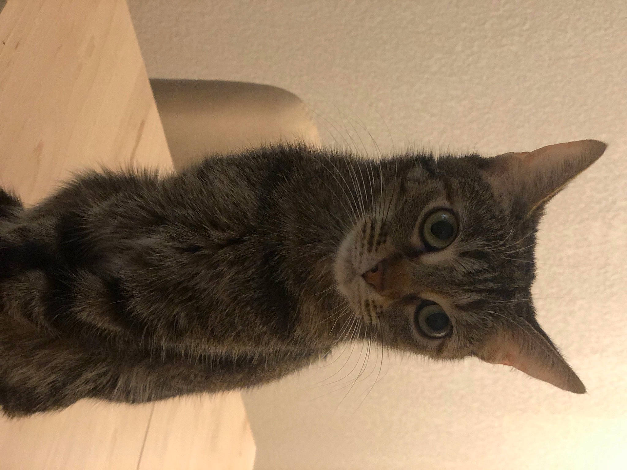 Ola a rejoint le concours — aidez-le/la à gagner de superbes lots ! black_cat, carnivore, cat, claw, comfort, domestic_short_haired_cat, ear, felidae, fur, monochrome, monochrome_photography, paw, small_to_medium_sized_cats, snout, tail, whiskers