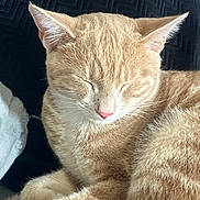 Bill is registered to the contest to win money with this photo: animal, cat, closed_eyes, closeup, cozy, cute, domestic_cat, fluffy, fur, ginger_cat, indoor, peaceful, pet, pink_nose, relaxed, resting, sleeping, soft_texture, tabby, whiskers