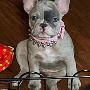 Nalla joined the competition — help win amazing prizes! puppy, french_bulldog, dog, pet, collar, pink_collar, spiked_collar, floor, wooden_floor, toy, red_toy, ears, face, sitting, young_dog, indoor, animal, cute, looking_at_camera, metal_barrier