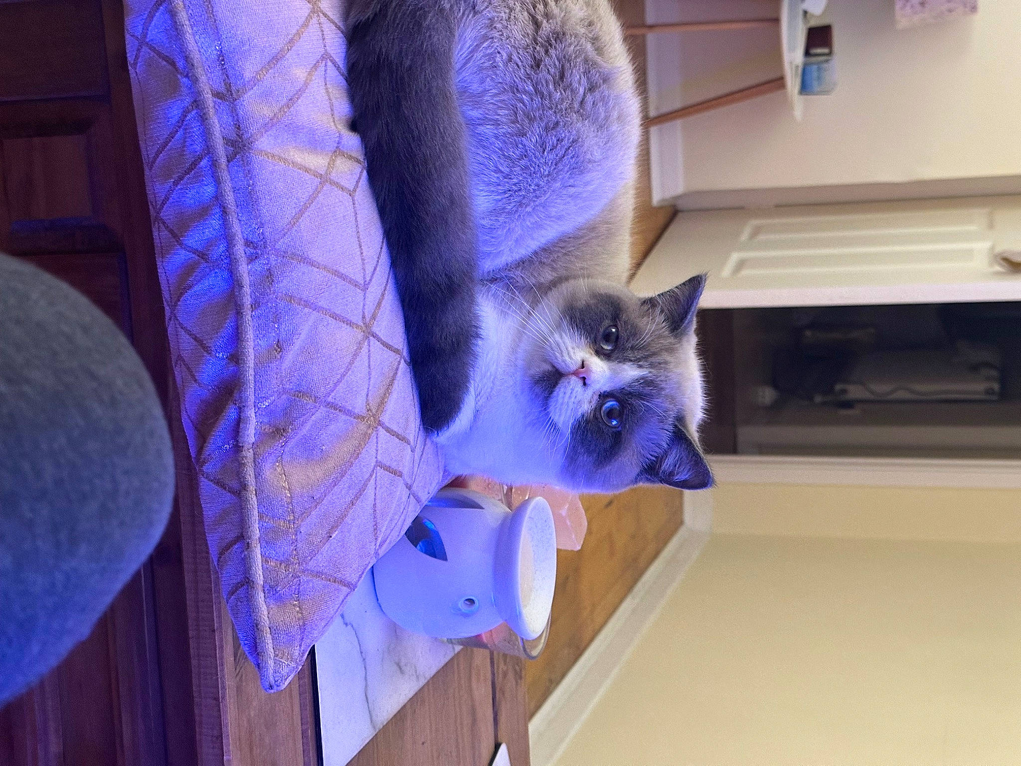 Peanut is registered to the contest to win money with this photo: carnivore, cat, domestic_short_haired_cat, electric_blue, event, fawn, felidae, flooring, fur, hardwood, mammal, plant, purple, room, siamese, small_to_medium_sized_cats, tail, tree, whiskers, wood