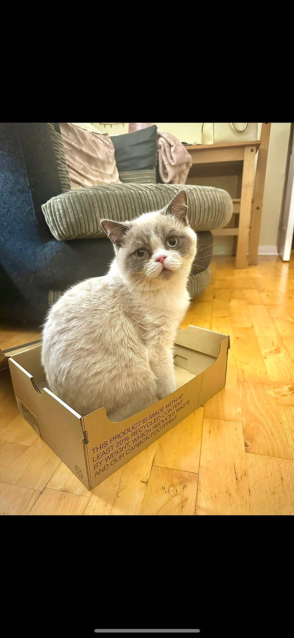 Peanut joined the competition — help win amazing prizes! box, carnivore, cat, comfort, domestic_short_haired_cat, door, fawn, felidae, flooring, fur, hardwood, paper_product, paw, rectangle, room, small_to_medium_sized_cats, tail, whiskers, wood