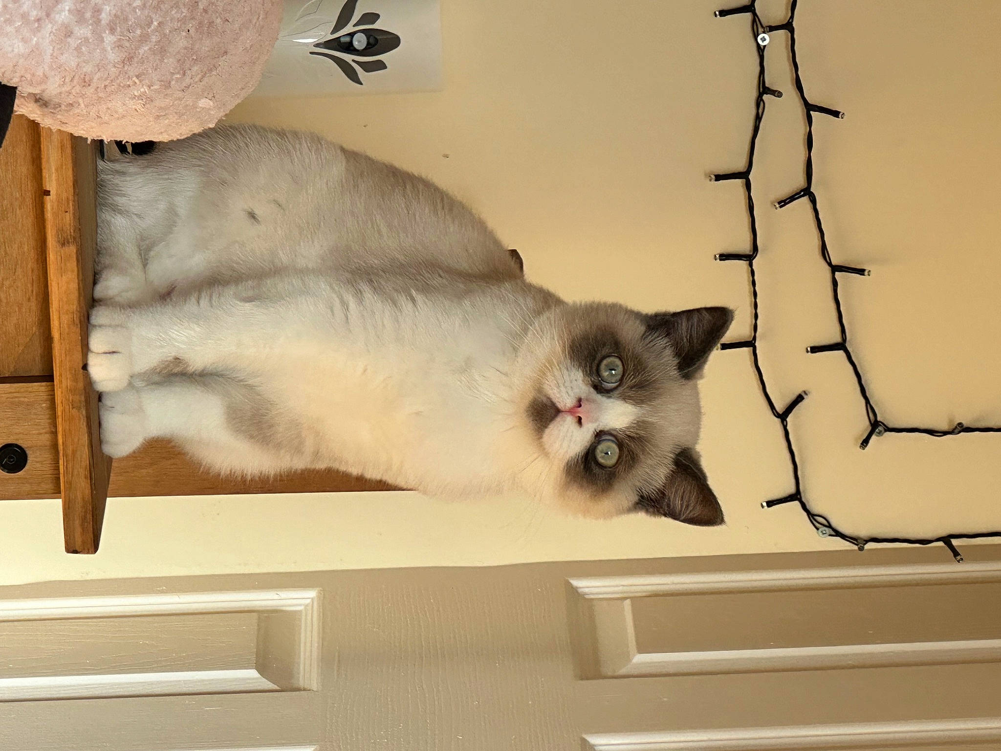 Peanut is registered to the contest to win money with this photo: art, balinese, birman, carnivore, cat, domestic_short_haired_cat, fawn, felidae, fur, paw, room, siamese, small_to_medium_sized_cats, snout, tail, thai, whiskers, window, wood