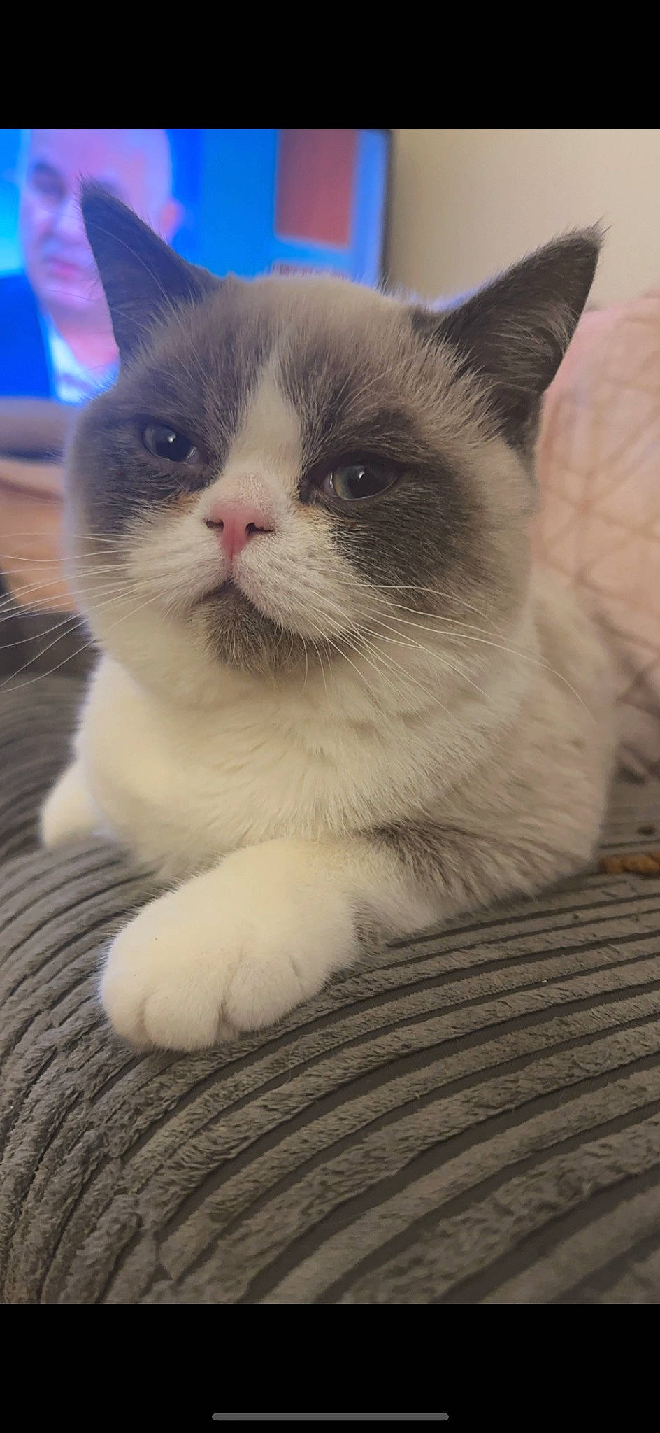 Peanut is registered to the contest to win money with this photo: carnivore, cat, domestic_short_haired_cat, eye, fawn, felidae, fur, paw, small_to_medium_sized_cats, snout, tail, terrestrial_animal, thai, whiskers