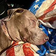 Floyd joined the competition — help win amazing prizes! dog, sleeping, blanket, american_flag, cozy, pet, fur, collar, animal, relaxed, indoor, resting, closeup, canine, comfort, warm, soft_texture, nap, domestic_animal, peaceful