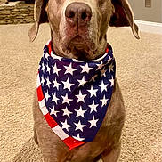 Floyd joined the competition — help win amazing prizes! animal, bandana, brown_dog, canine, carpet, decor, dog, domestic_animal, ears_down, fireplace, floor, furniture, indoor, living_room, looking_at_camera, pet, portrait, sitting, stars, stone_wall