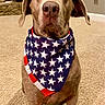 animal, bandana, brown_dog, canine, carpet, decor, dog, domestic_animal, ears_down, fireplace, floor, furniture, indoor, living_room, looking_at_camera, pet, portrait, sitting, stars, stone_wall