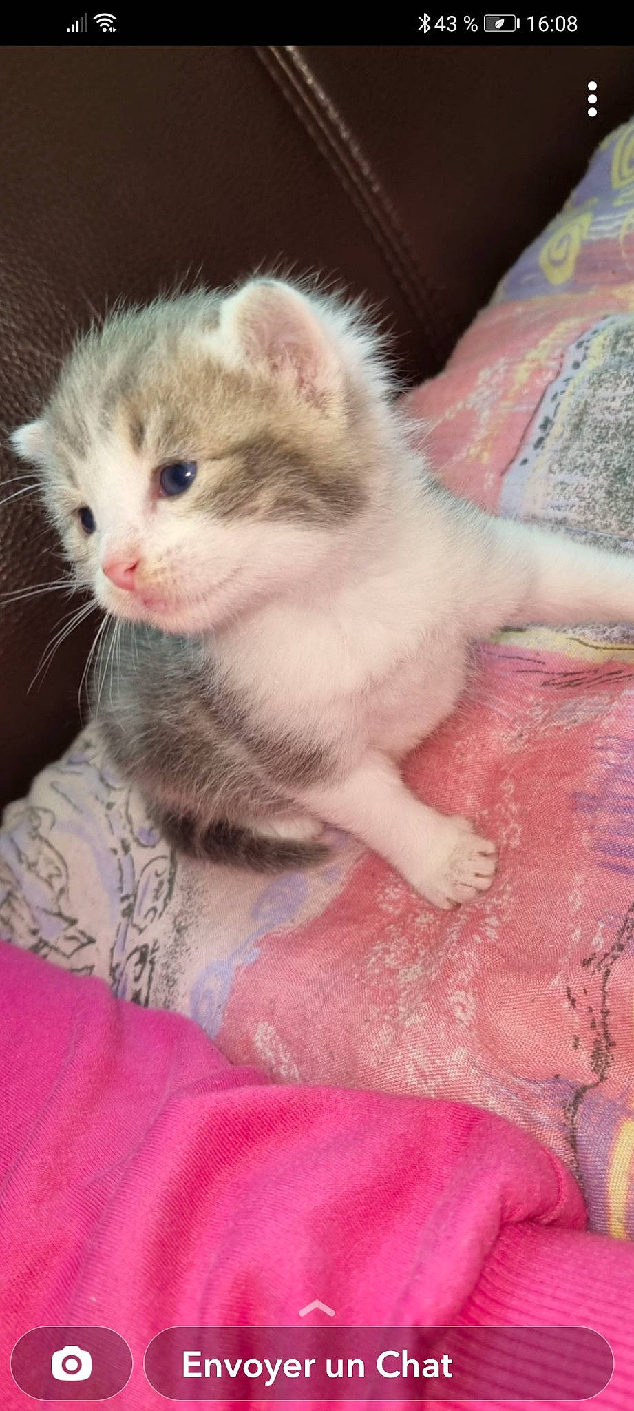 Piplette participe au concours pour gagner de l'argent avec cette photo : carnivore, cat, claw, comfort, domestic_short_haired_cat, fawn, felidae, fur, paw, pet_supply, pink, scottish_fold, small_to_medium_sized_cats, tail, whiskers