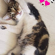 Pupuce participe au concours pour gagner de l'argent avec cette photo : abyssinian, angora, animal, cat, envelope, flower, geranium, greetingcard, heart, kitten, leaf, loveheartsymbol, mail, manx, person, pet, petal, plant, sleeping, symbol