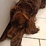 Twix a rejoint le concours — aidez-le/la à gagner de superbes lots ! dog, brown, lying_down, floor, tile, fur, resting, indoor, pet, canine, sleepy, close_up, paw, head, animal, companion, furniture, relaxed, ears, long_hair