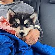Pavel participe au concours pour gagner de l'argent avec cette photo : puppy, dog, husky, blue_eyes, fluffy, black_and_white, animal, pet, car, vehicle, passenger_seat, blanket, blue_blanket, person, cuddling, portrait, indoors, travel, cute, ears