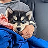 puppy, dog, husky, blue_eyes, fluffy, black_and_white, animal, pet, car, vehicle, passenger_seat, blanket, blue_blanket, person, cuddling, portrait, indoors, travel, cute, ears