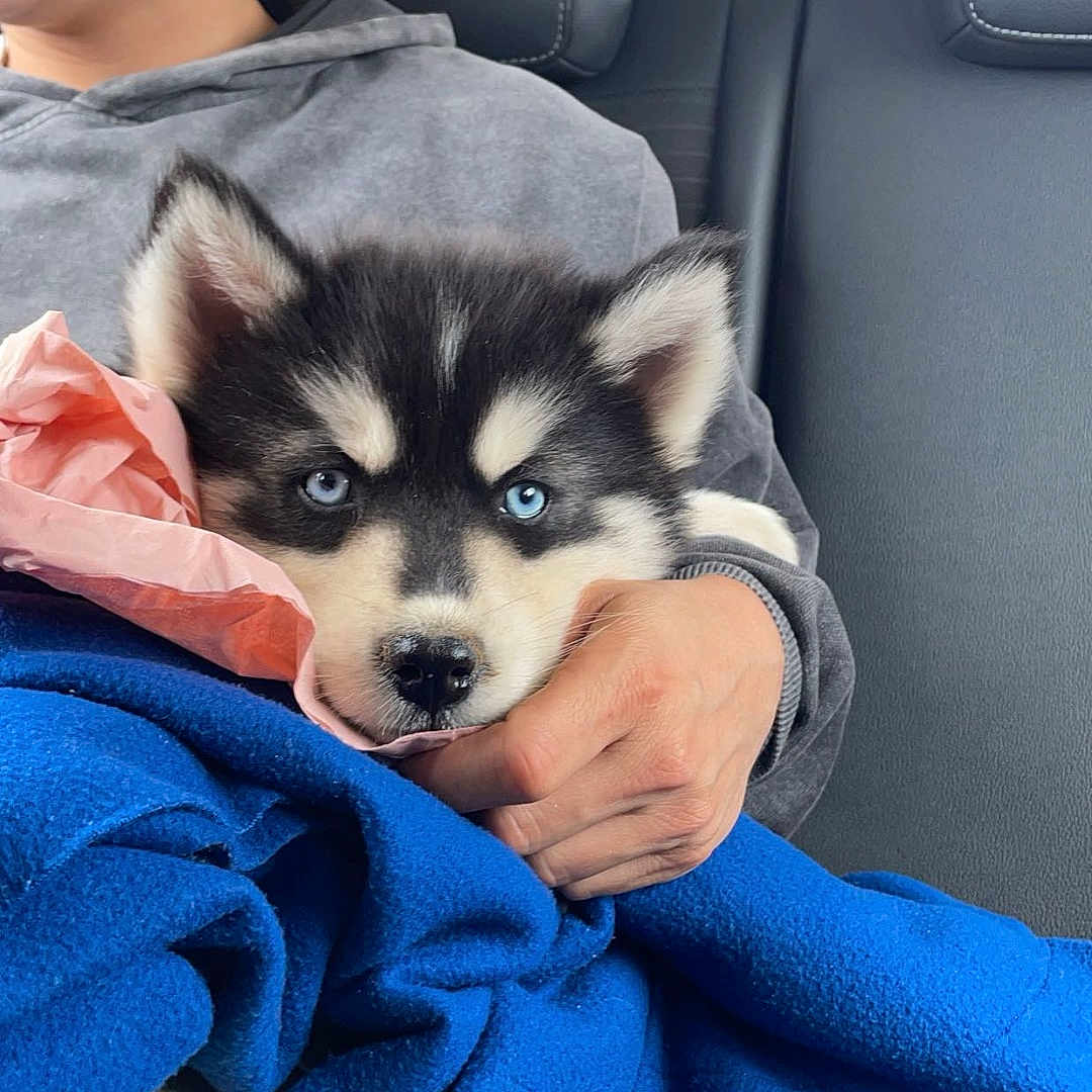 Pavel participe au concours pour gagner de l'argent avec cette photo : puppy, dog, husky, blue_eyes, fluffy, black_and_white, animal, pet, car, vehicle, passenger_seat, blanket, blue_blanket, person, cuddling, portrait, indoors, travel, cute, ears