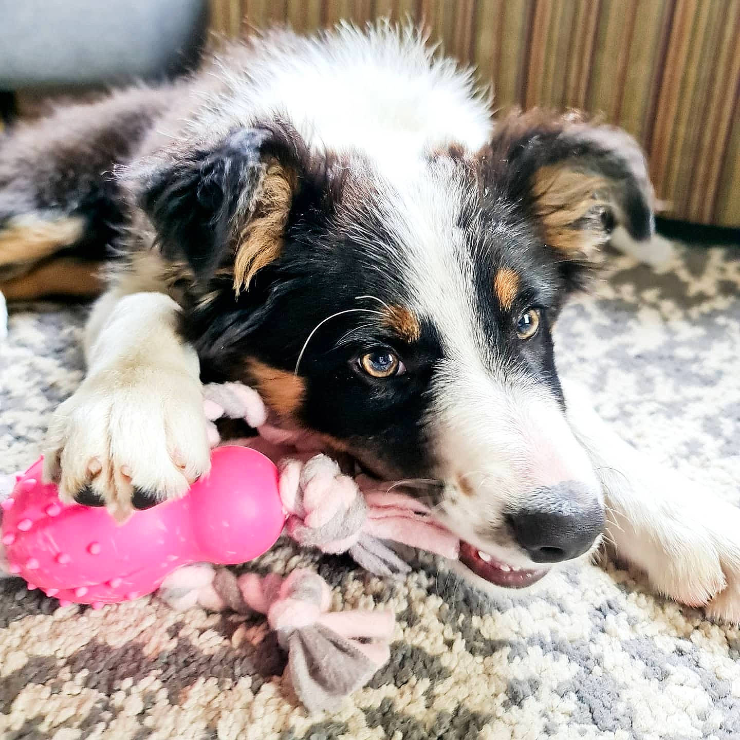 Ember joined the competition — help win amazing prizes! australian_collie, australian_shepherd, border_collie, canidae, carnivore, companion_dog, dog, dog_breed, english_shepherd, herding_dog, koolie, mammal, miniature_australian_shepherd, puppy, rare_breed_dog, snout, texas_heeler, vertebrate, welsh_sheepdog, working_dog