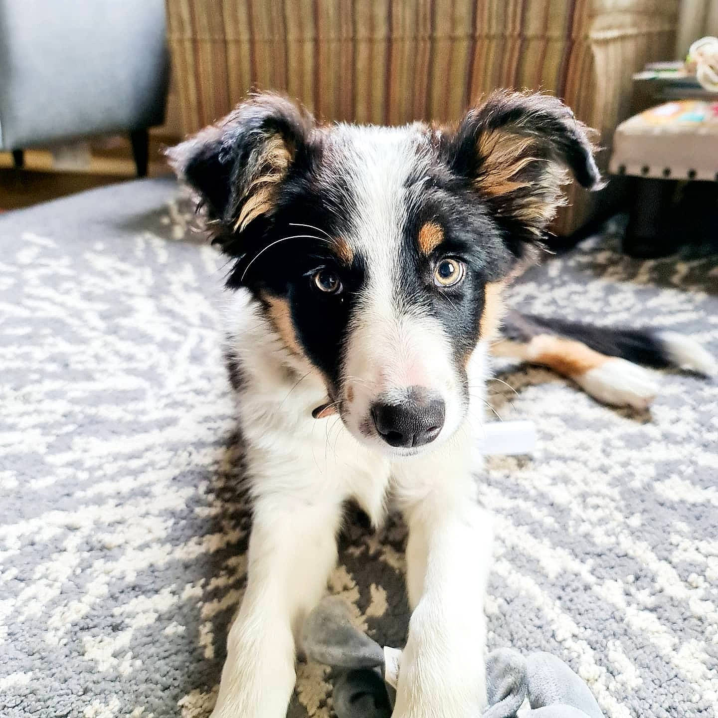 Ember is registered to the contest to win money with this photo: australian_collie, australian_shepherd, border_collie, canidae, carnivore, companion_dog, dog, dog_breed, koolie, mammal, puppy, rare_breed_dog, smooth_collie, snout, sporting_group, street_dog, texas_heeler, vertebrate, welsh_sheepdog, working_dog