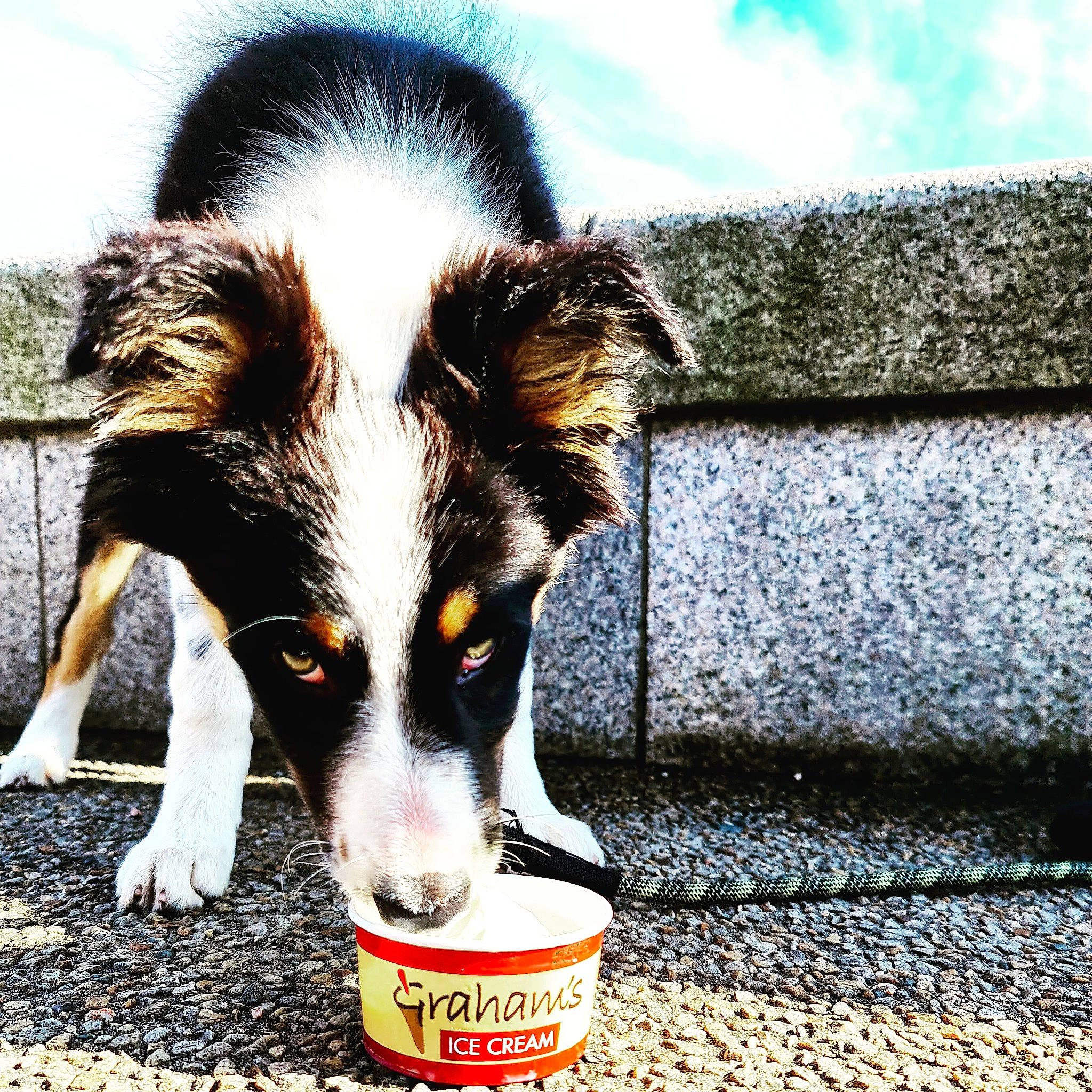 Ember joined the competition — help win amazing prizes! border_collie, canidae, carnivore, companion_dog, dog, dog_breed, mammal, snout, sporting_group, welsh_sheepdog, working_dog