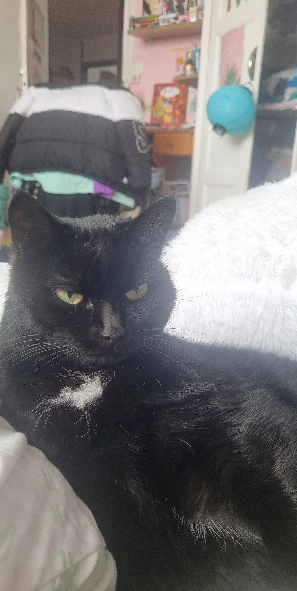 Beboushka participe au concours pour gagner de l'argent avec cette photo : balloon, black_cat, carnivore, cat, comfort, domestic_short_haired_cat, eye, felidae, formal_wear, fur, grey, hat, head, room, small_to_medium_sized_cats, snout, tail, whiskers