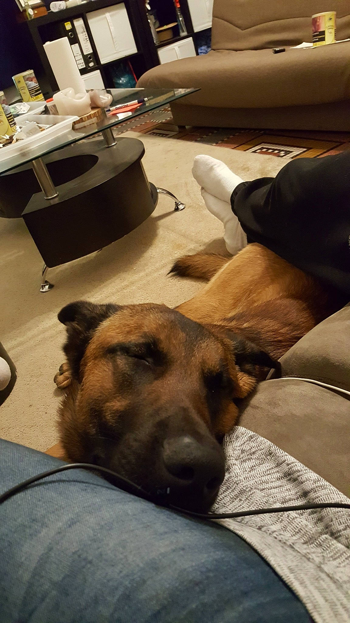 Jacky a rejoint le concours — aidez-le/la à gagner de superbes lots ! black_mouth_cur, canidae, carnivore, dog, dog_breed, fawn, potcake_dog, rhodesian_ridgeback, room, snout