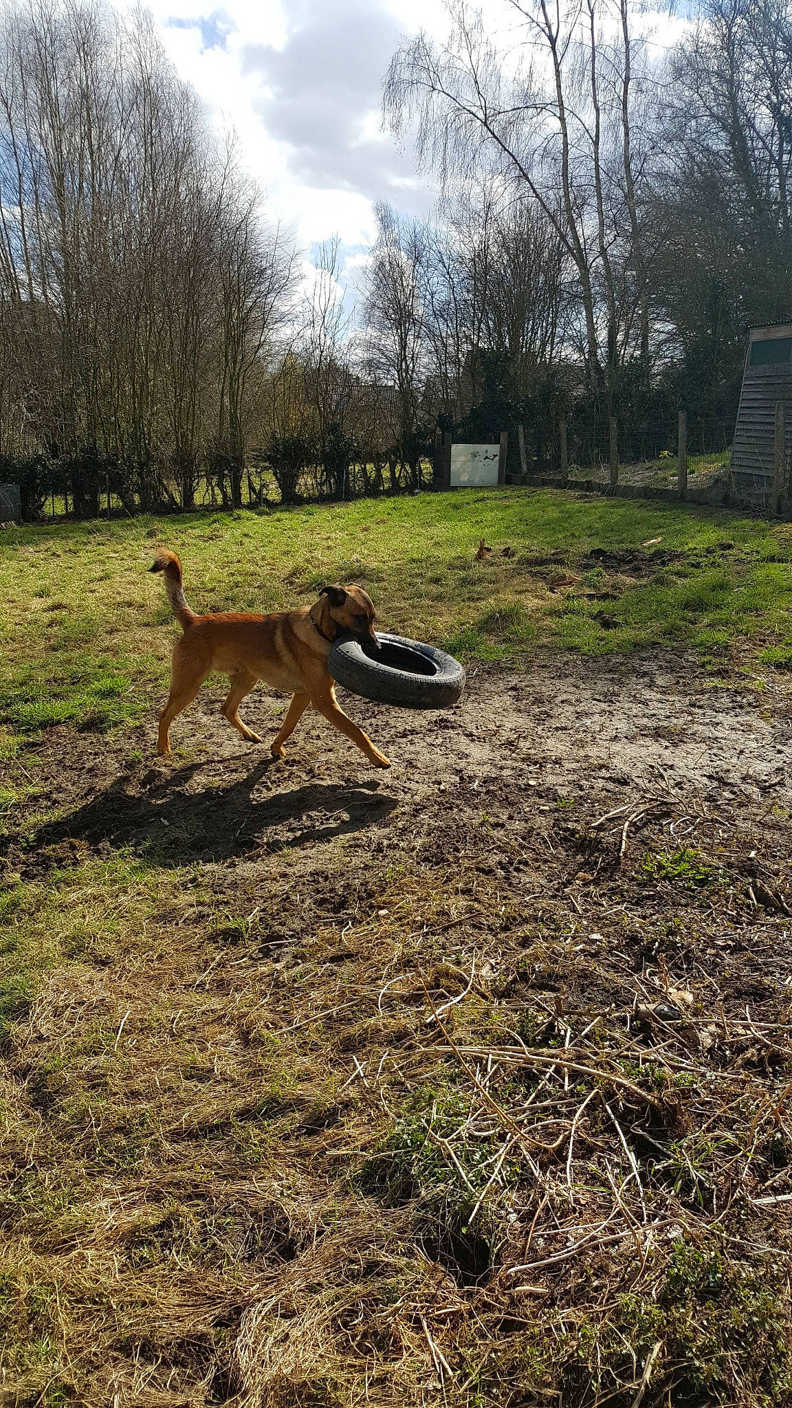 Jacky a rejoint le concours — aidez-le/la à gagner de superbes lots ! canidae, carnivore, dog, dog_breed, fawn, grass, hunting_dog, lurcher, plant, tail, tree, wildlife, working_dog