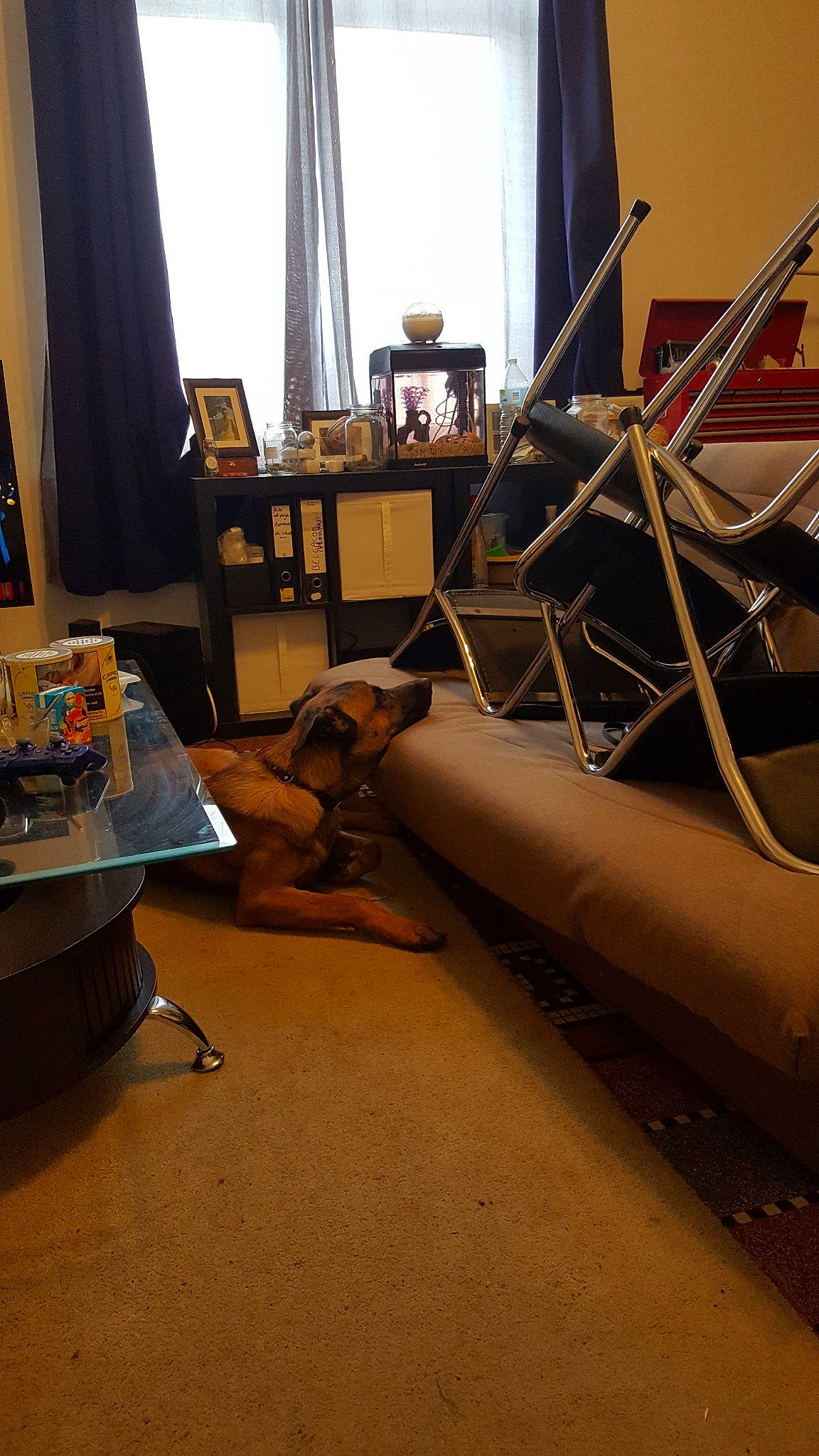 Jacky a rejoint le concours — aidez-le/la à gagner de superbes lots ! canidae, carnivore, dog, fawn, floor, flooring, hardwood, interior_design, living_room, room, sporting_group