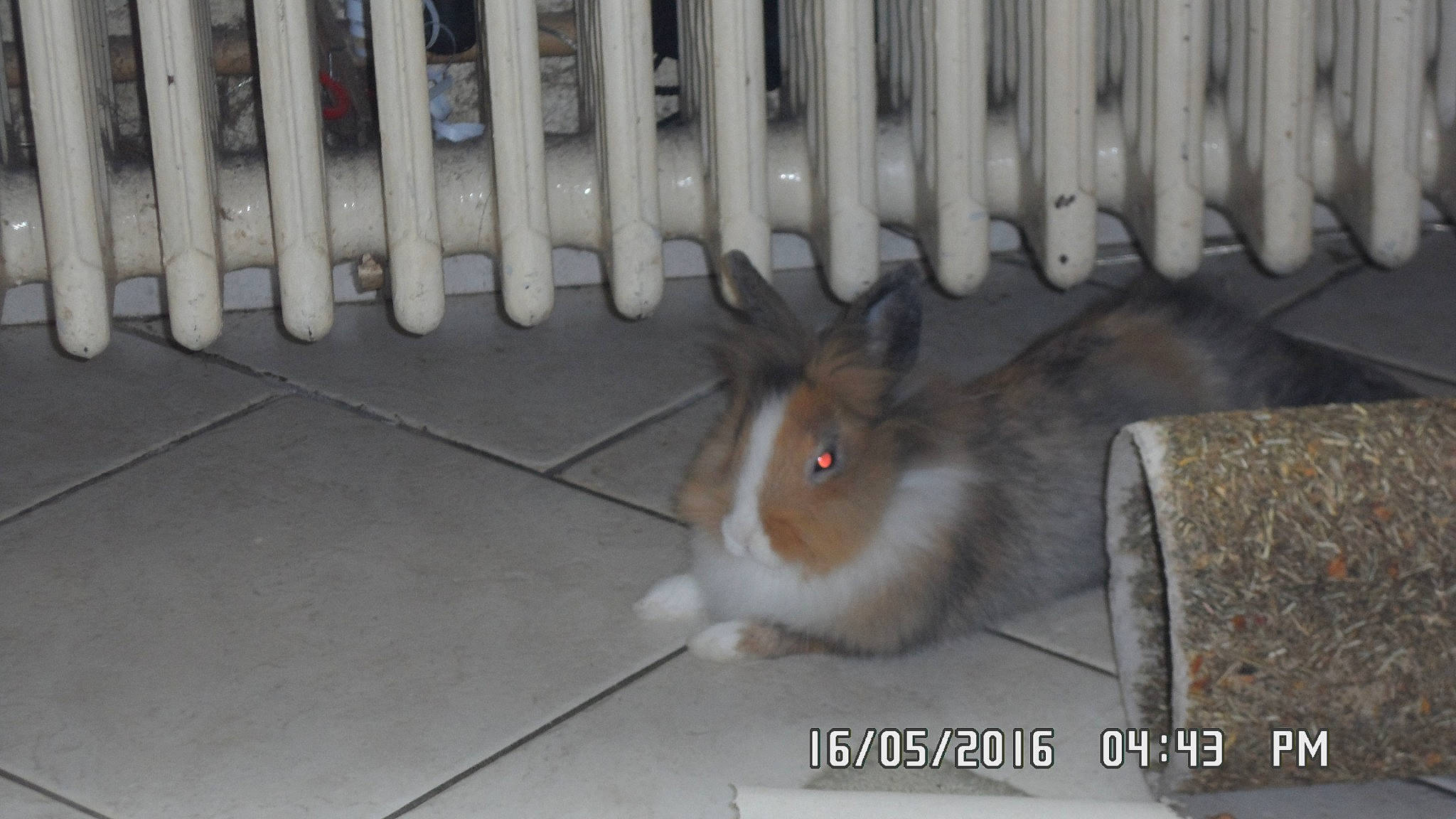 Tigrou participe au concours pour gagner de l'argent avec cette photo : angora_rabbit, animal_shelter, domestic_rabbit, mammal, rabbit, rabbits_and_hares, whiskers