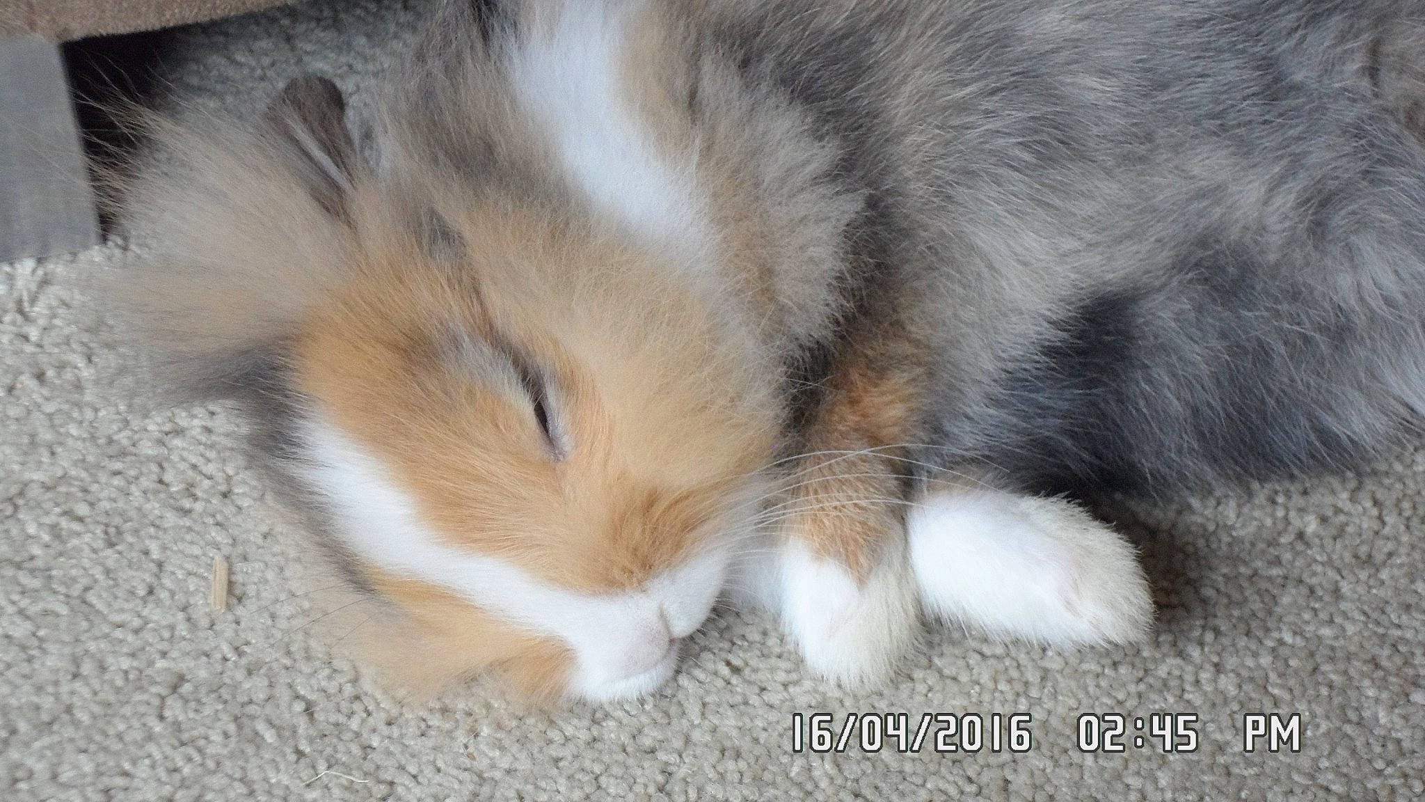 Tigrou participe au concours pour gagner de l'argent avec cette photo : canidae, carnivore, domestic_rabbit, fawn, fur, mammal, paw, rabbit, rough_collie, shetland_sheepdog, snout, tail, whiskers