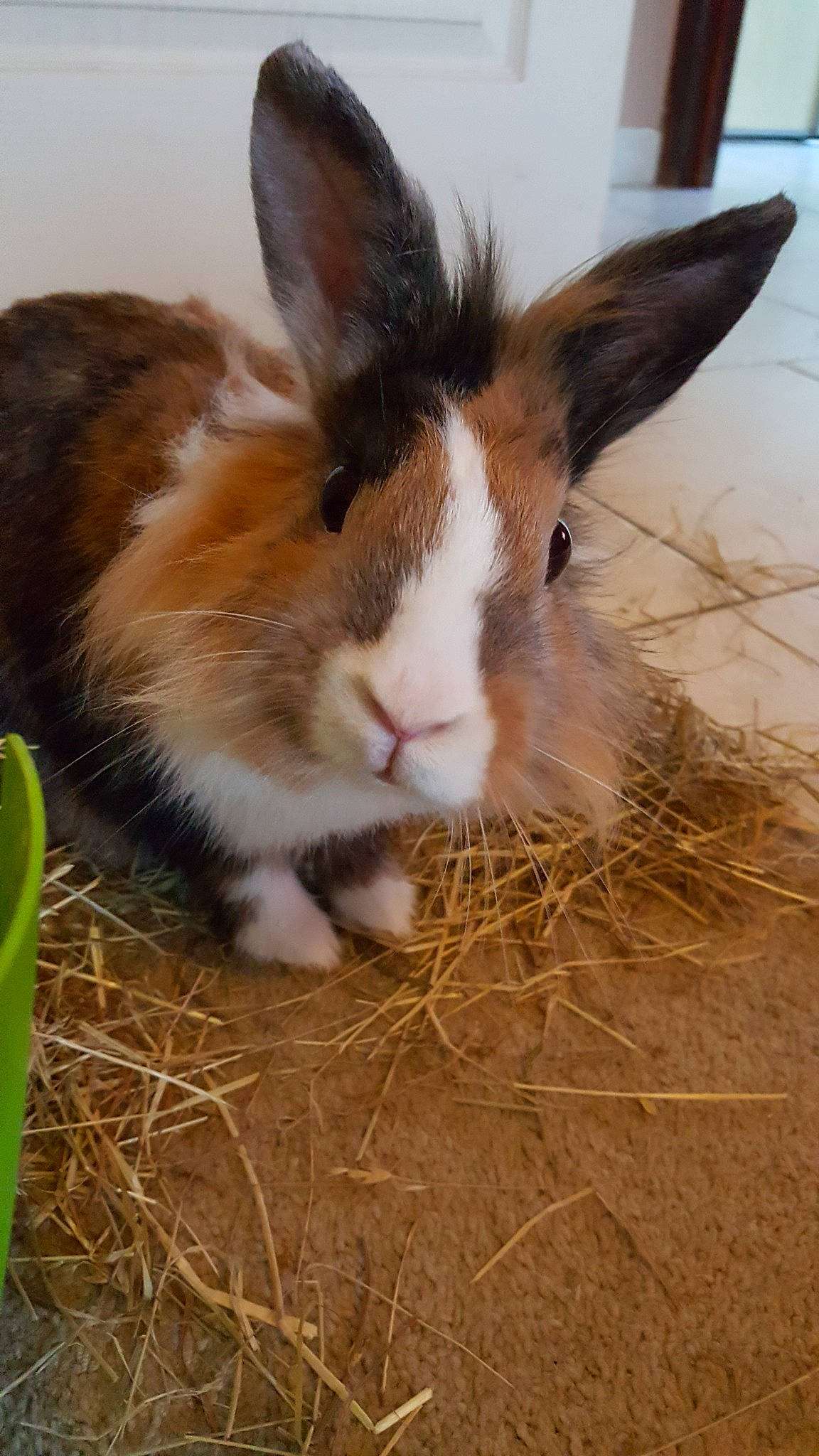 Tigrou participe au concours pour gagner de l'argent avec cette photo : domestic_rabbit, ear, fawn, grass, hare, mammal, organism, plant, rabbit, rabbits_and_hares, snout, vertebrate, whiskers