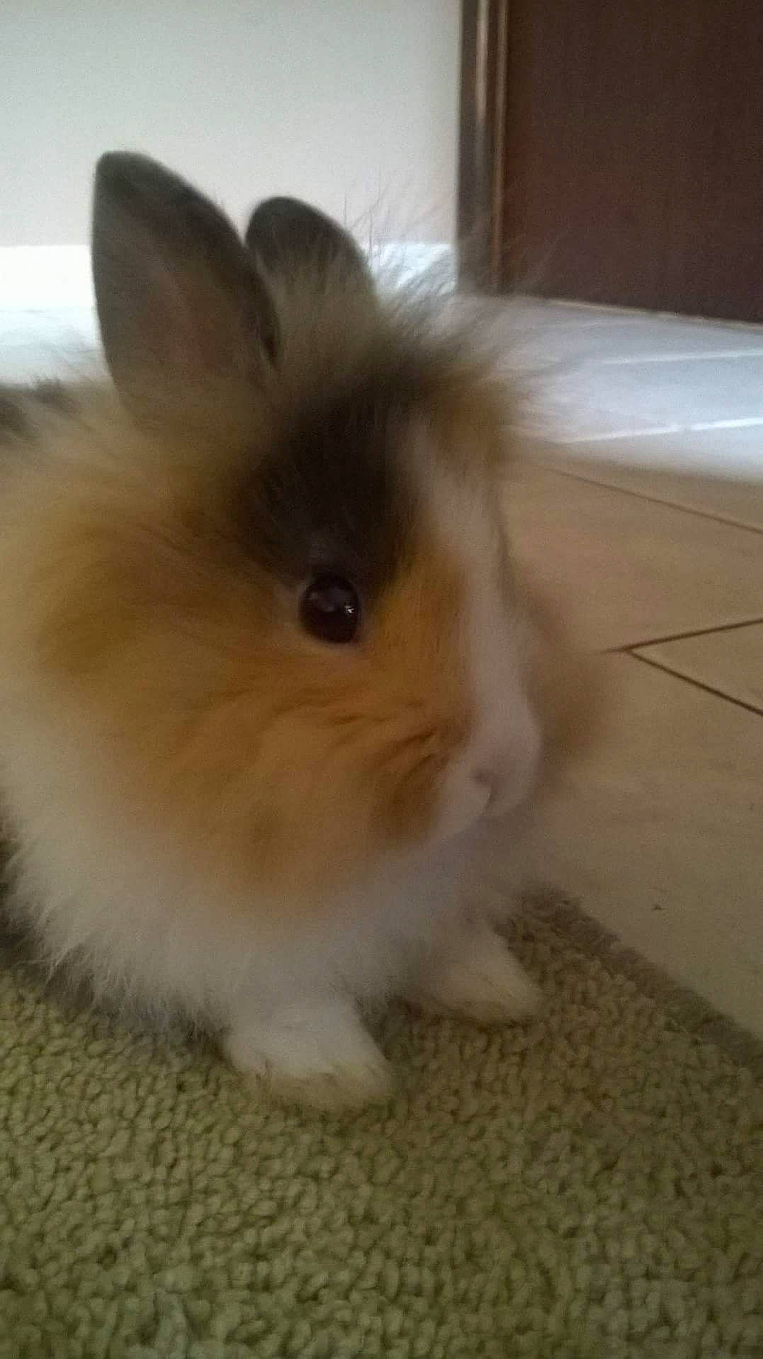 Tigrou a rejoint le concours — aidez-le/la à gagner de superbes lots ! angora_rabbit, domestic_rabbit, ear, eye, fawn, iris, mammal, rabbit, rabbits_and_hares, skin, snout, vertebrate, whiskers