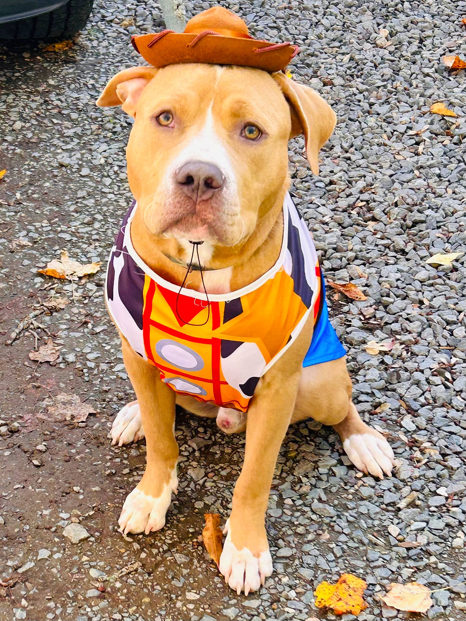 Zain is registered to the contest to win money with this photo: canidae, carnivore, collar, companion_dog, dog, dog_breed, dog_clothes, dog_collar, dog_supply, fashion_accessory, fawn, leash, liver, personal_protective_equipment, pet_supply, road_surface, snout, sporting_group, vehicle_registration_plate, working_animal