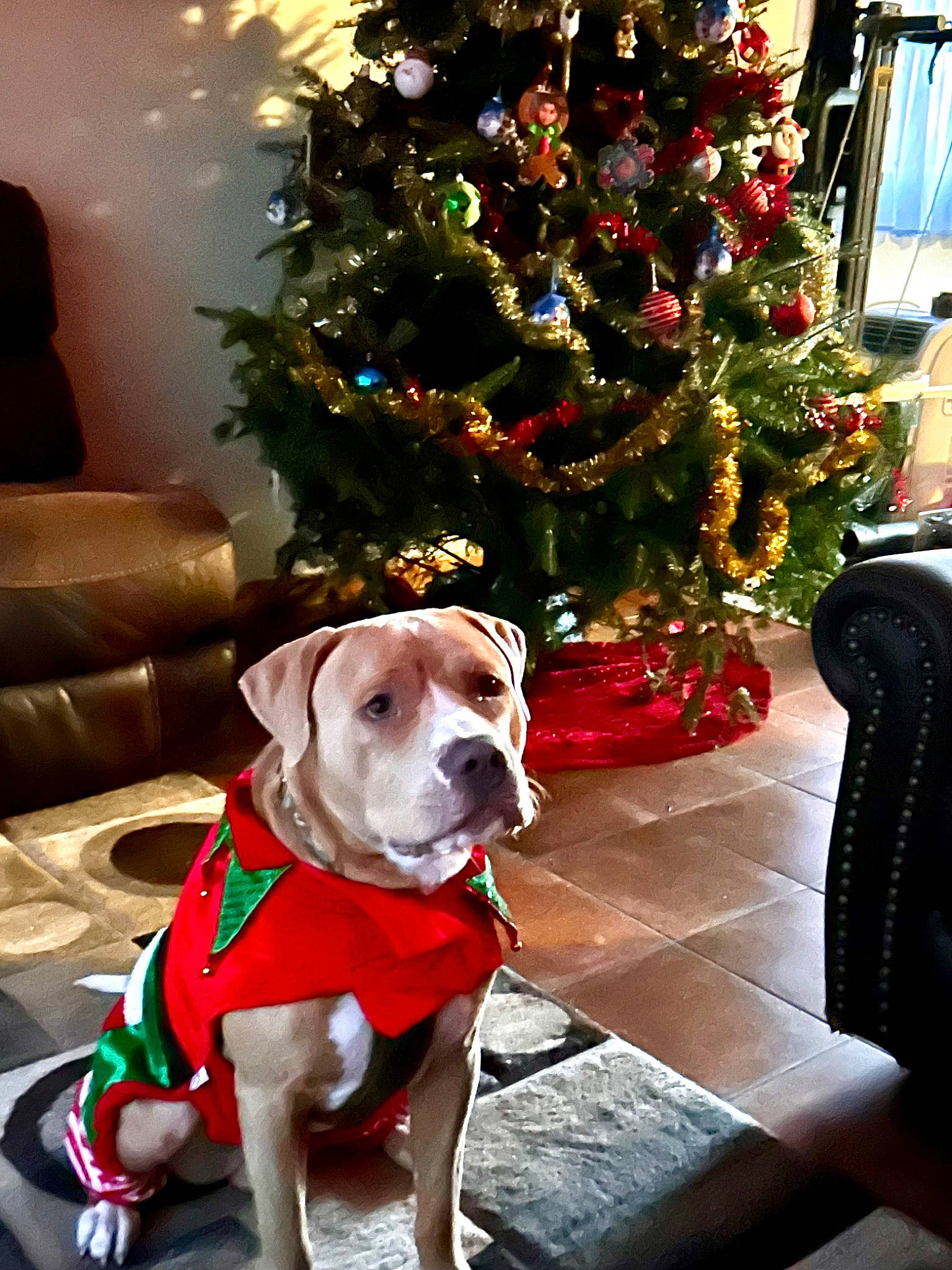 Zain joined the competition — help win amazing prizes! carnivore, christmas_decoration, christmas_eve, christmas_ornament, christmas_tree, collar, companion_dog, dog, dog_breed, dog_collar, dog_supply, event, fawn, holiday, holiday_ornament, ornament, pet_supply, sporting_group, tree, working_animal