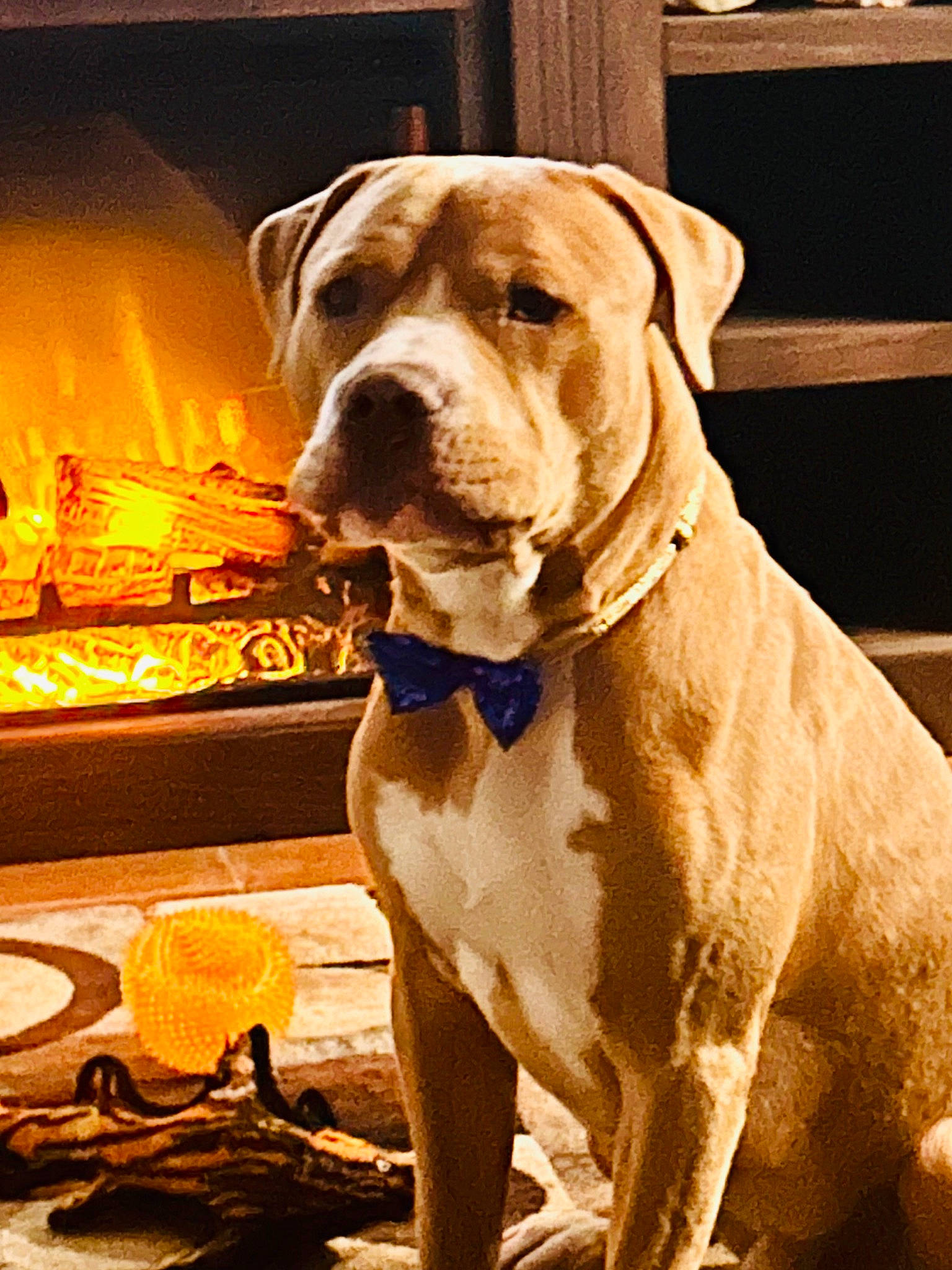 Zain joined the competition — help win amazing prizes! ancient_dog_breeds, canidae, carnivore, collar, companion_dog, dog, dog_breed, dog_collar, dog_supply, fawn, fire, hunting_dog, liver, non_sporting_group, pet_supply, snout, sporting_group, working_animal, working_dog, wrinkle