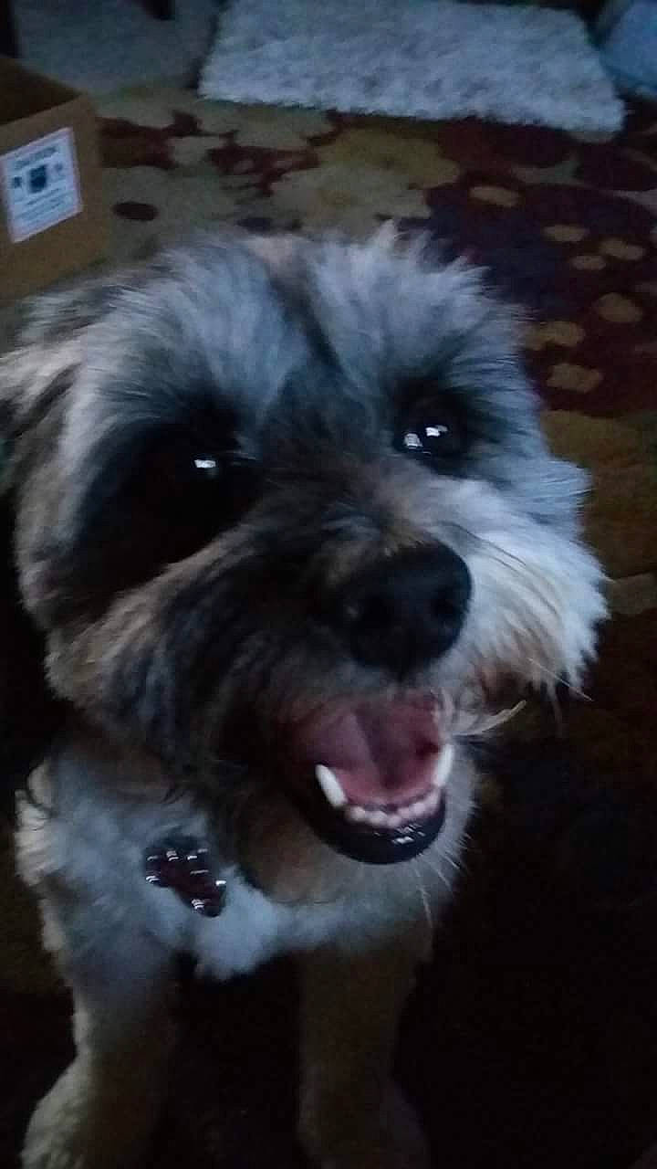 Bella Lucy joined the competition — help win amazing prizes! carnivore, cockapoo, companion_dog, dog, dog_breed, dog_collar, fang, fur, labradoodle, poodle, poodle_crossbreed, puppy_love, shih_poo, small_terrier, snout, terrier, toy_dog, water_dog, whiskers, working_animal