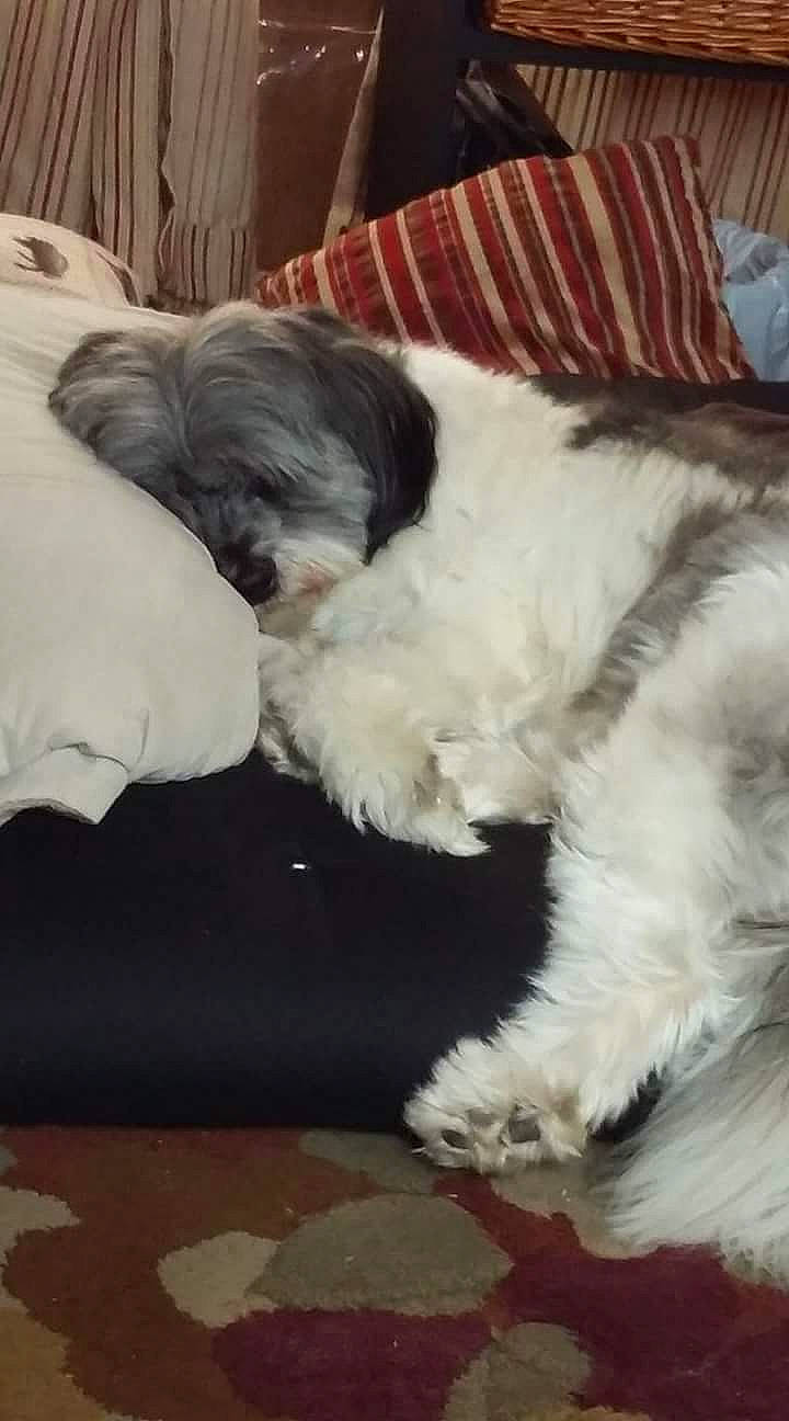 Bella Lucy is registered to the contest to win money with this photo: bored, canidae, carnivore, comfort, companion_dog, dog, dog_breed, fur, mal_shi, nap, non_sporting_group, paw, puppy, snout, sporting_group, tail, terrestrial_animal, terrier, toy_dog, working_animal