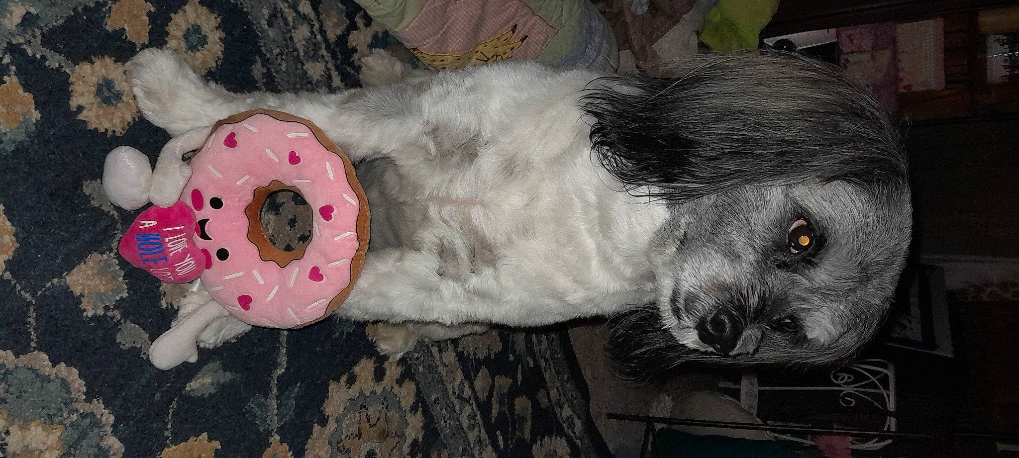 Bella Lucy joined the competition — help win amazing prizes! baby_toddler_clothing, canidae, carnivore, companion_dog, couch, dog, dog_breed, fawn, felidae, fur, grey, linens, plush, small_terrier, stuffed_toy, tail, terrier, toy, toy_dog, whiskers