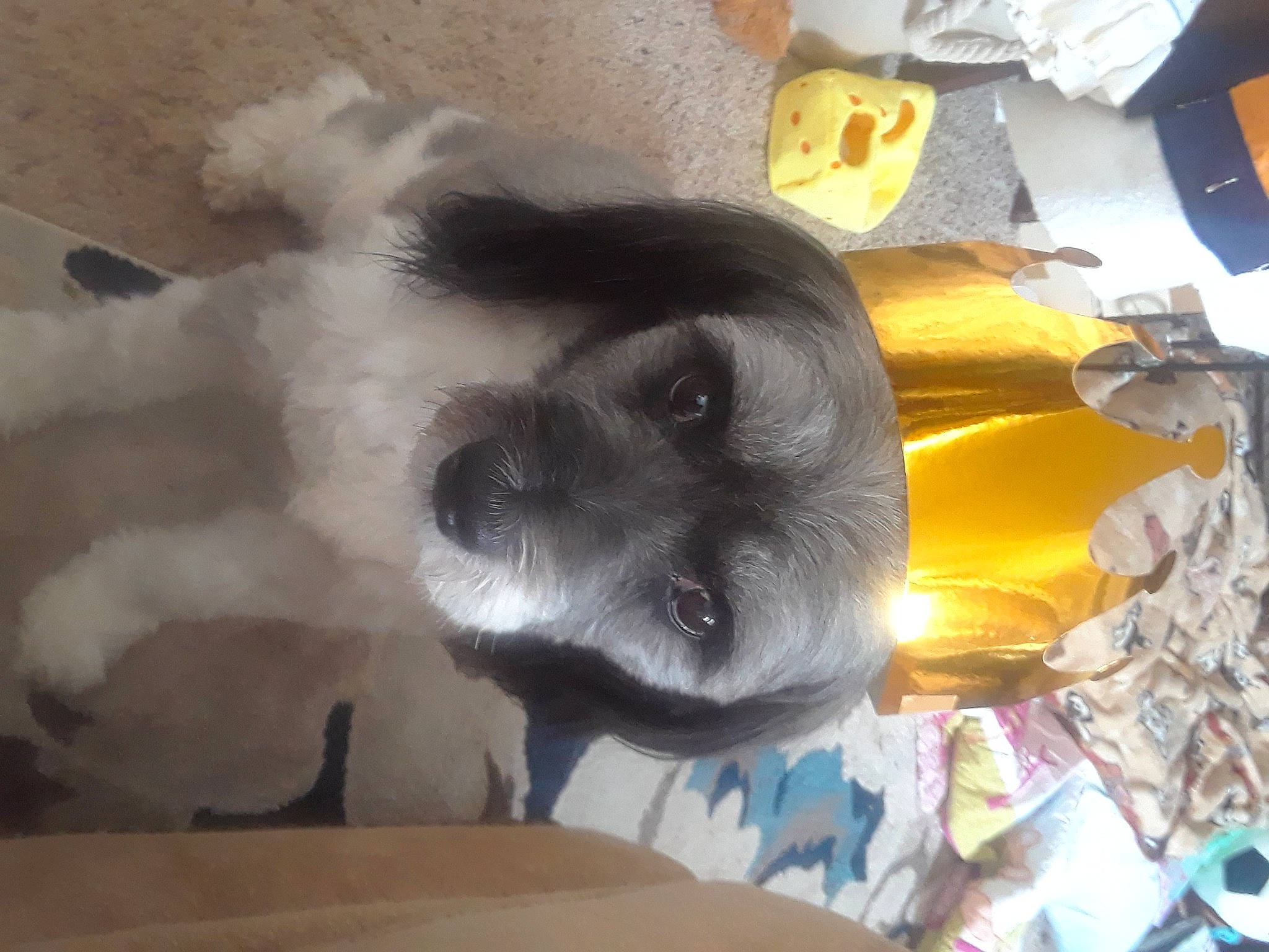 Bella Lucy joined the competition — help win amazing prizes! canidae, carnivore, companion_dog, dog, dog_breed, felidae, fur, non_sporting_group, paw, puppy, puppy_love, selfie, small_terrier, snout, sporting_group, stuffed_toy, tail, toy_dog, whiskers, working_animal