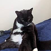 Mommy joined the competition — help win amazing prizes! cat, black_and_white, feline, pet, animal, sitting, fur, whiskers, indoor, blanket, blue, cute, relaxed, resting, paw, portrait, domestic_animal, whisker, expression, cozy