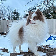 Duvalin joined the competition — help win amazing prizes! animal, backyard, brown, canine, cold, dog, fence, fluffy, fur, log, nature, outdoor, pet, pomeranian, portrait, snow, standing, tree, white, winter