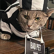Smokie is registered to the contest to win money with this photo: cat, pet, feline, costume, hat, uniform, black_and_white, badge, sign, bad_pet, serious, funny, portrait, close_up, whiskers, green_eyes, gray_fur, indoor, wooden_table, bookcase