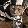 cat, pet, feline, costume, hat, uniform, black_and_white, badge, sign, bad_pet, serious, funny, portrait, close_up, whiskers, green_eyes, gray_fur, indoor, wooden_table, bookcase