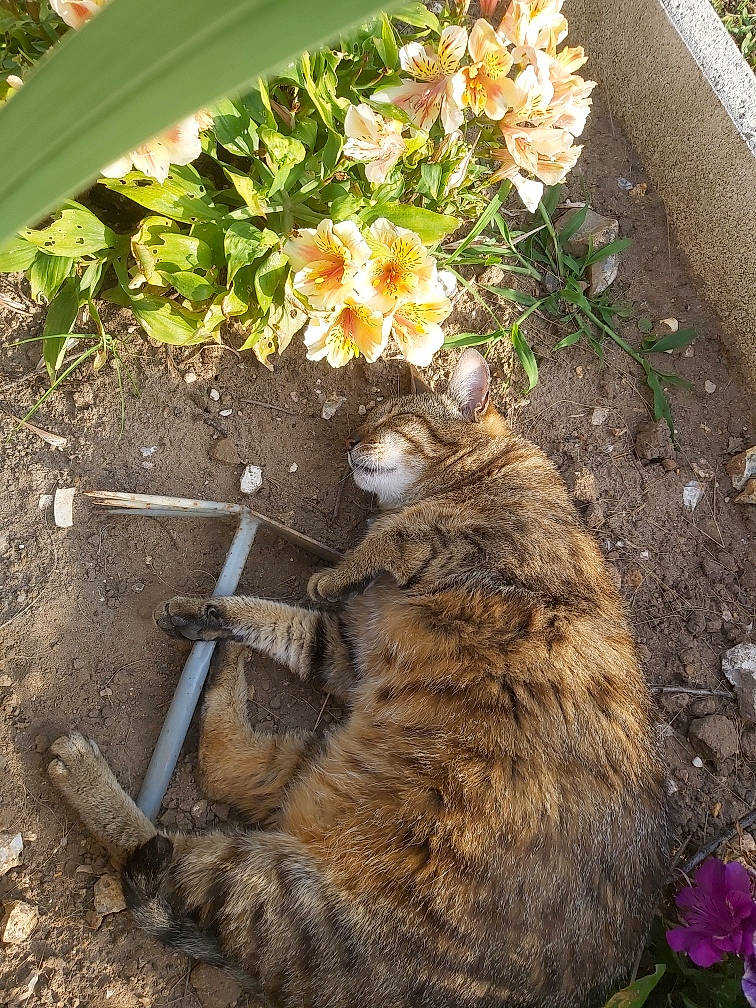 Moumoune participe au concours pour gagner de l'argent avec cette photo : annual_plant, carnivore, cat, domestic_short_haired_cat, felidae, flower, fur, garden, grass, groundcover, herbaceous_plant, landscape, petal, plant, shrub, small_to_medium_sized_cats, soil, tail, terrestrial_animal, whiskers