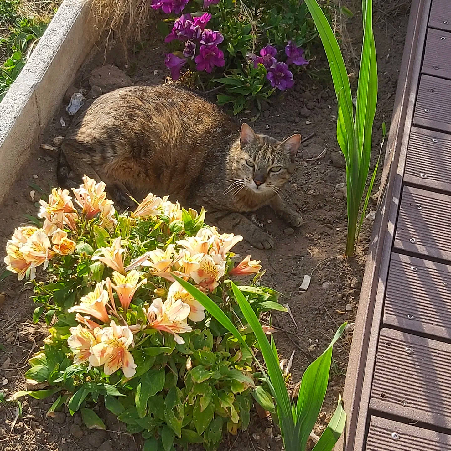 Moumoune participe au concours pour gagner de l'argent avec cette photo : carnivore, cat, domestic_short_haired_cat, fawn, felidae, flower, flowering_plant, garden, grass, grass_family, groundcover, petal, plant, shrub, small_to_medium_sized_cats, terrestrial_animal, terrestrial_plant, vegetation, vertebrate, whiskers