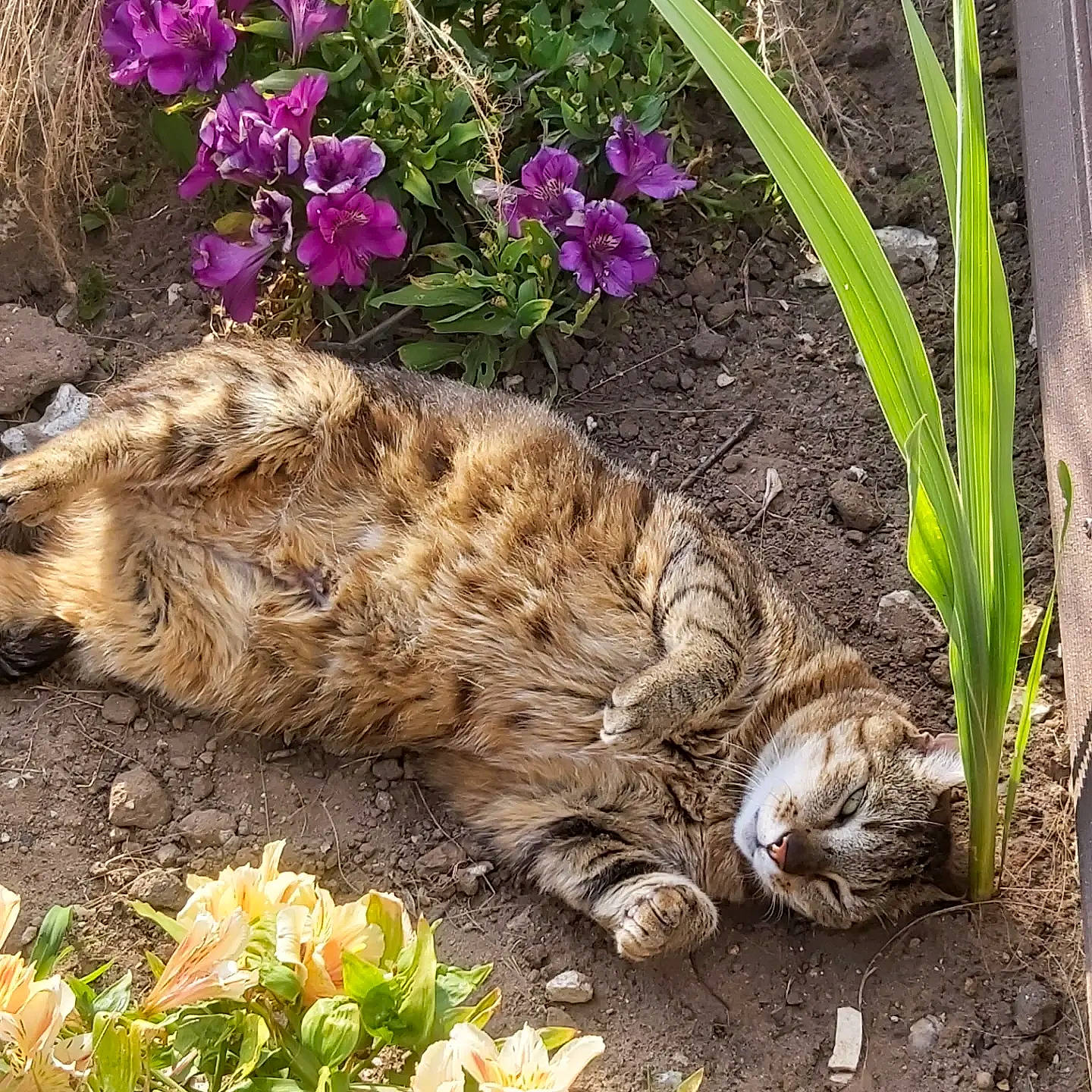 Moumoune participe au concours pour gagner de l'argent avec cette photo : annual_plant, botany, carnivore, cat, fawn, felidae, flower, flowering_plant, fur, grass, groundcover, petal, plant, small_to_medium_sized_cats, soil, spring, tail, terrestrial_animal, terrestrial_plant, whiskers