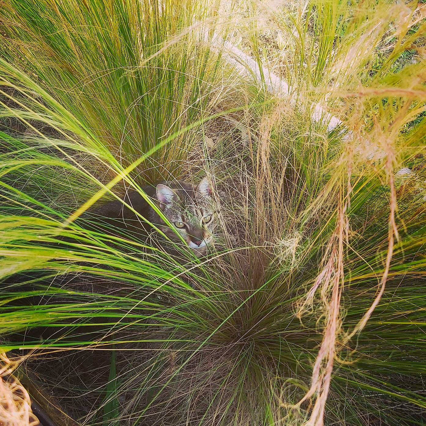 Moumoune a rejoint le concours — aidez-le/la à gagner de superbes lots ! arecales, chrysopogon_zizanioides, conifer, crop, evergreen, flowering_plant, grass, herbaceous_plant, landscape, plant, plant_community, plant_stem, poales, sedge_family, shrub, shrubland, subshrub, terrestrial_plant, twig, vascular_plant