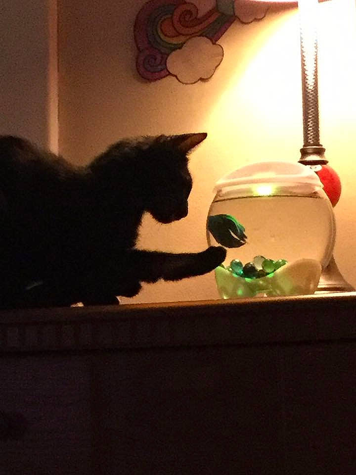 Kiwi joined the competition — help win amazing prizes! black_cat, candle, cat, felidae, light, lighting, small_to_medium_sized_cats, tail, whiskers, yoda