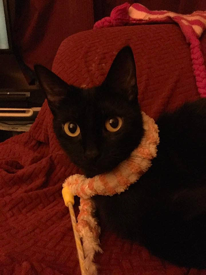 Kiwi joined the competition — help win amazing prizes! asian, black_cat, bombay, carnivore, cat, devon_rex, ear, fawn, felidae, fur, german_rex, kitten, small_to_medium_sized_cats, tail, whiskers