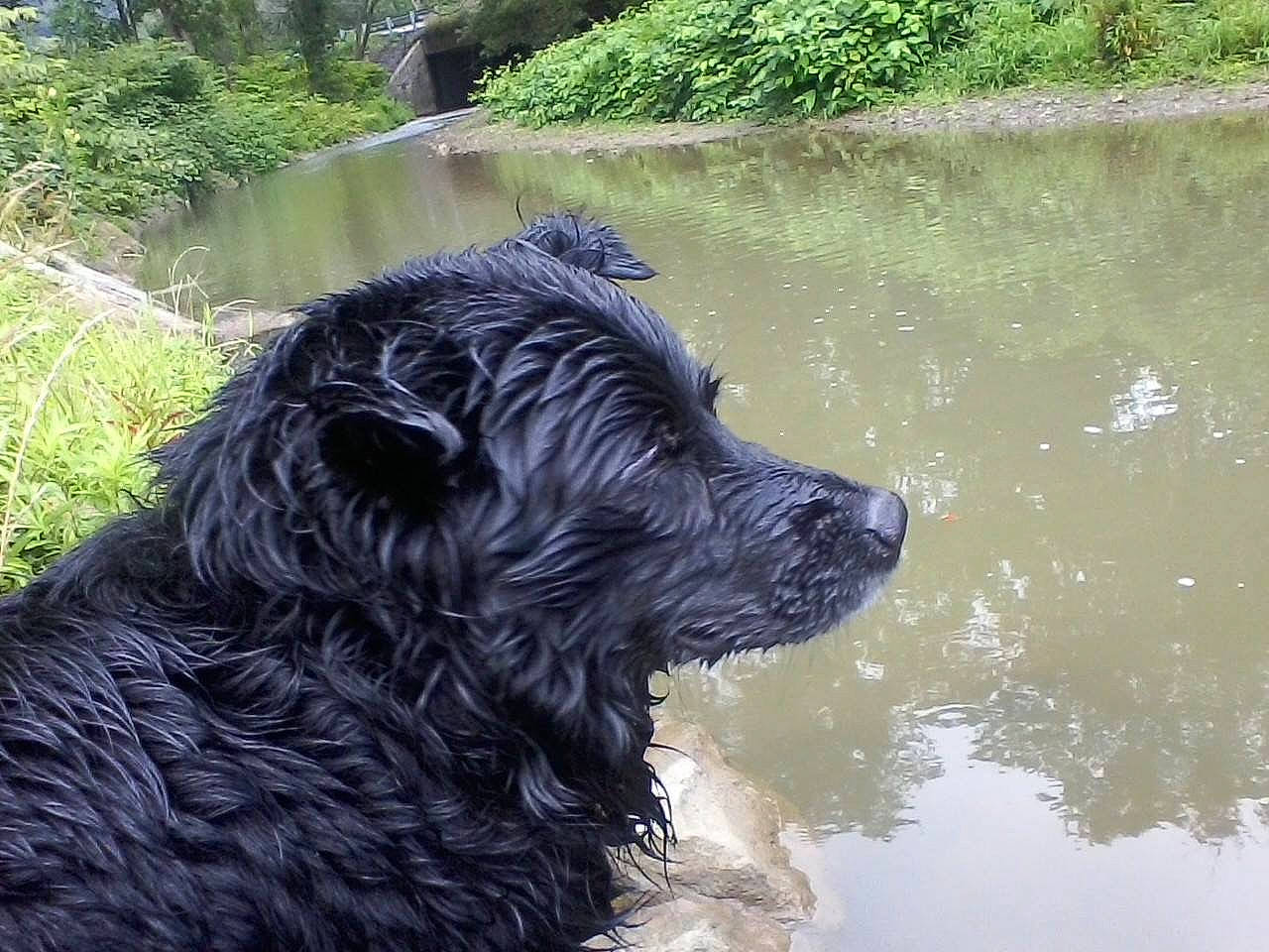 Grimm is registered to the contest to win money with this photo: boykin_spaniel, canidae, carnivore, dog, dog_breed, flat_coated_retriever, german_spaniel, newfoundland, portuguese_water_dog, spaniel, sporting_group, water, watercourse, wetterhoun
