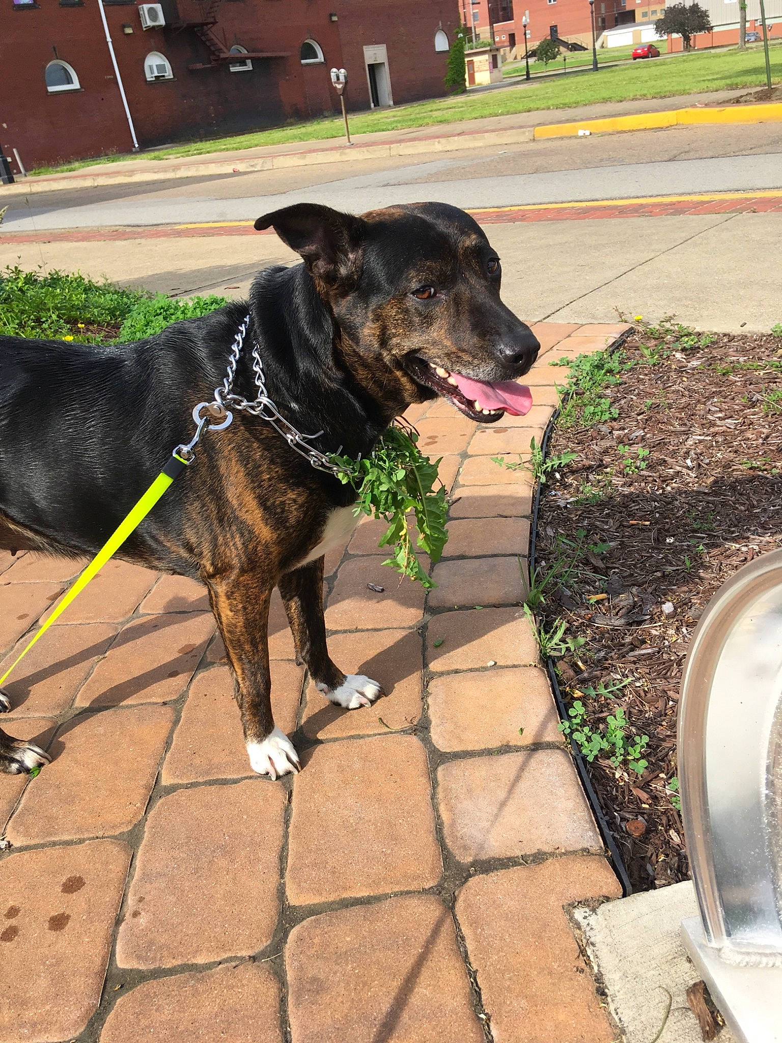 Duchess is registered to the contest to win money with this photo: canidae, carnivore, dog, dog_breed, dog_collar, formosan_mountain_dog, leash, patterdale_terrier, plant, potcake_dog, sporting_group, tail