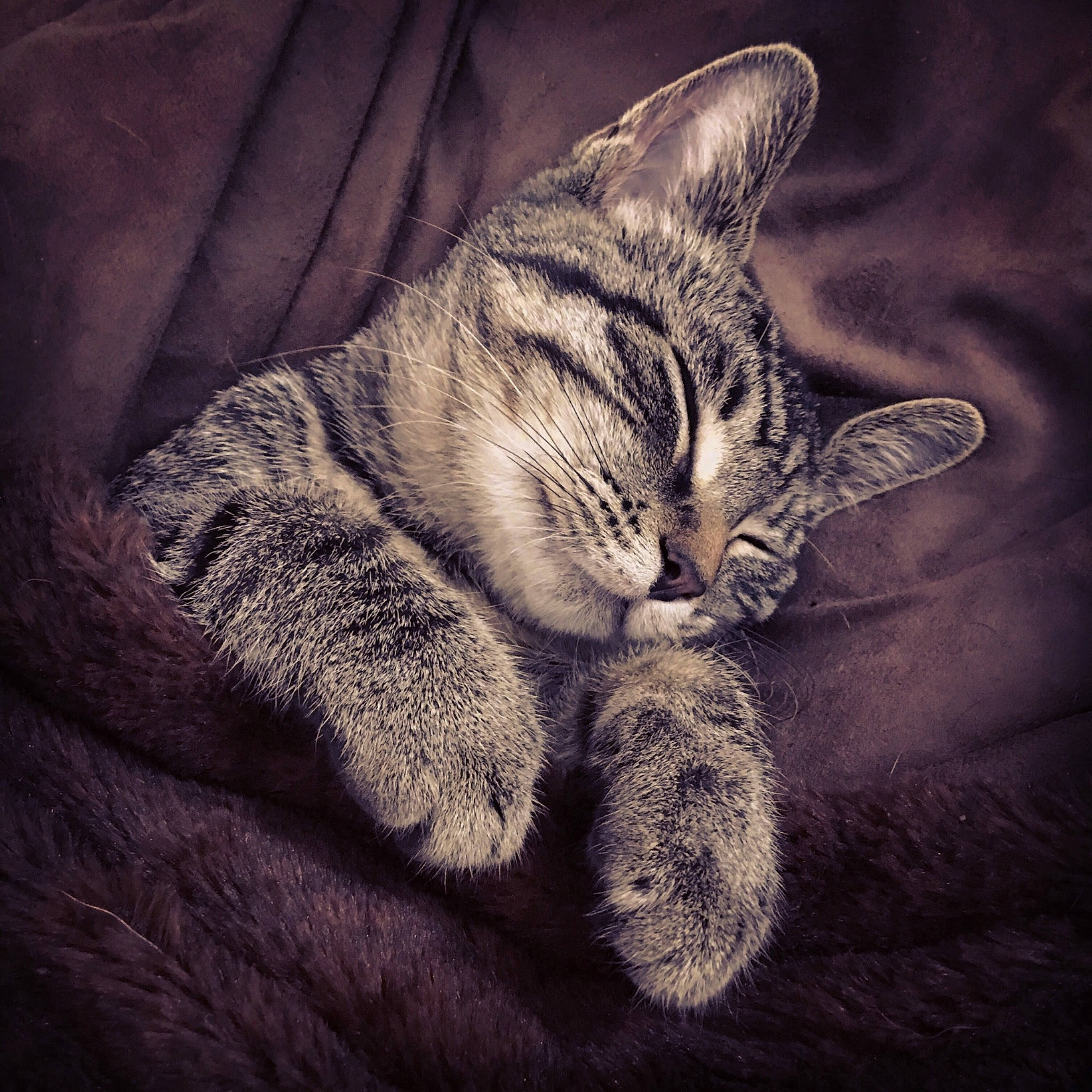 Bean joined the competition — help win amazing prizes! american_wirehair, asian, california_spangled, carnivore, cat, domestic_short_haired_cat, dragon_li, egyptian_mau, european_shorthair, felidae, fur, kitten, ocicat, paw, pixie_bob, sky, small_to_medium_sized_cats, snout, tabby_cat, whiskers