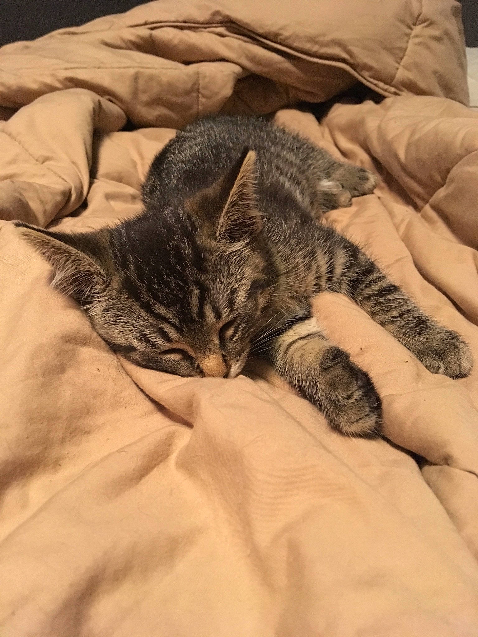 Bean is registered to the contest to win money with this photo: american_shorthair, asian, carnivore, cat, claw, comfort, domestic_short_haired_cat, dragon_li, european_shorthair, felidae, fur, kitten, nap, paw, pixie_bob, sleep, small_to_medium_sized_cats, tabby_cat, whiskers